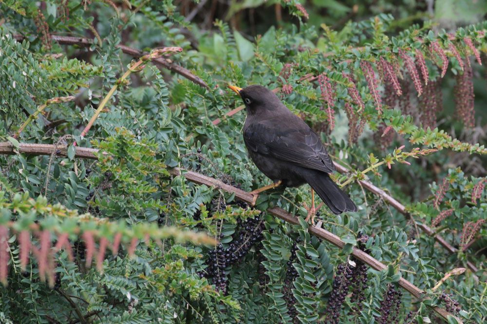 Sooty-Thrush